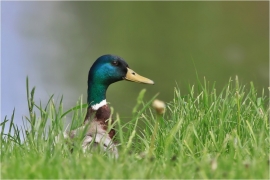 <p>KACHNA DIVOKÁ (Anas platyrhynchos) ---- /Mallard - Stockente/</p>